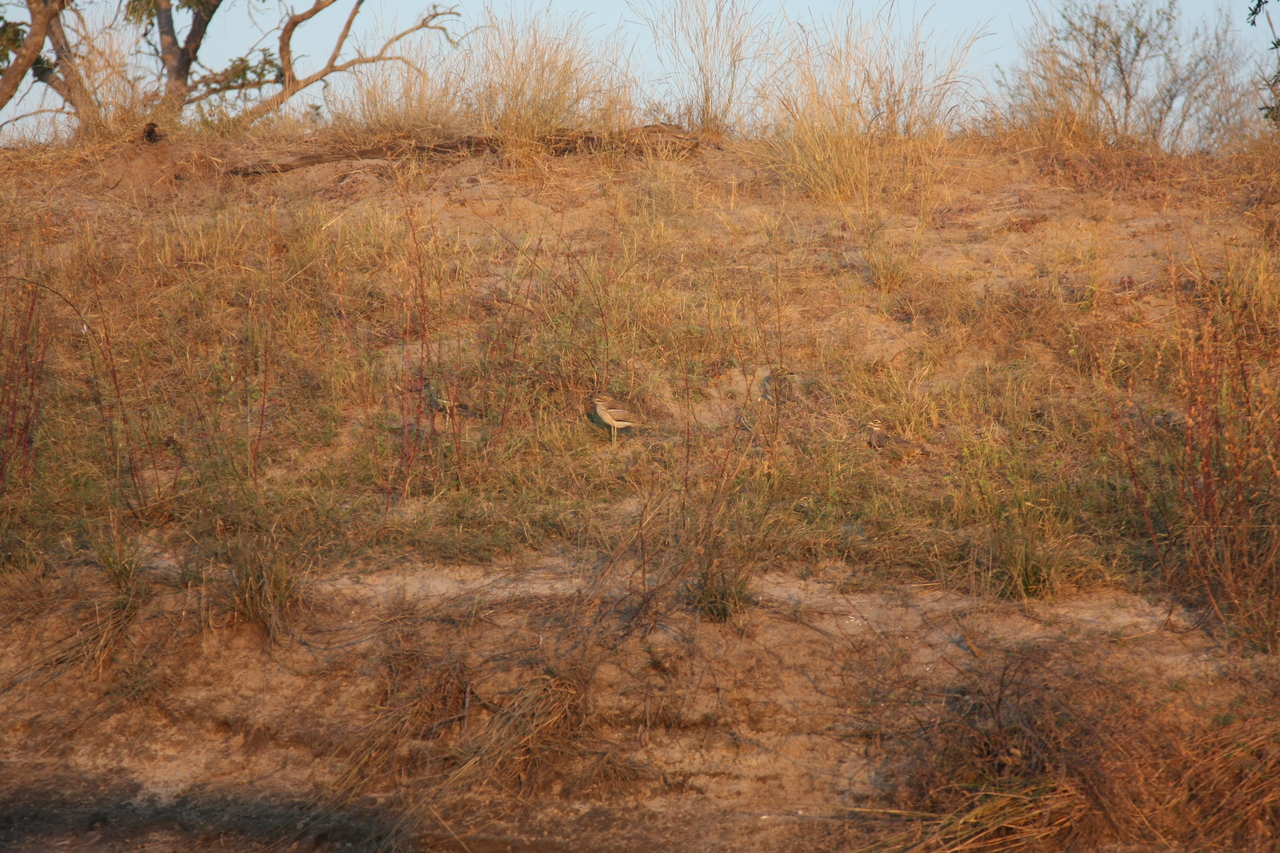 [28557] 2016_07_02_11_31_14_Africa_Canon_EOS_40D_IMG__00170.jpg