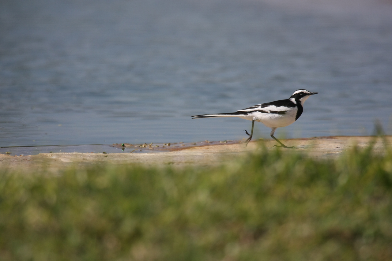 [32871] 2016_07_04_06_05_51_Africa_Canon_EOS_40D_IMG__00069.jpg