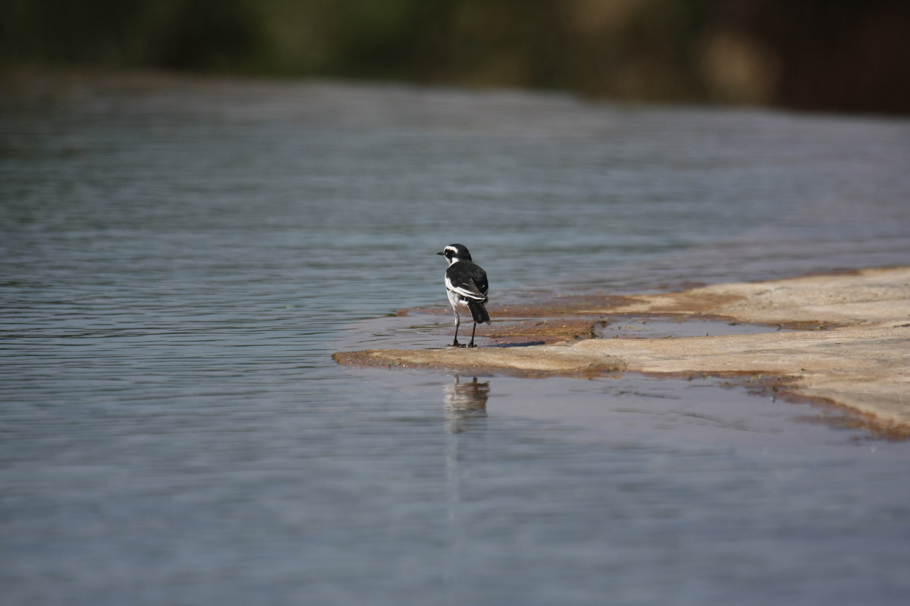 [32888] 2016_07_04_06_06_05_Africa_Canon_EOS_40D_IMG__13207.jpg