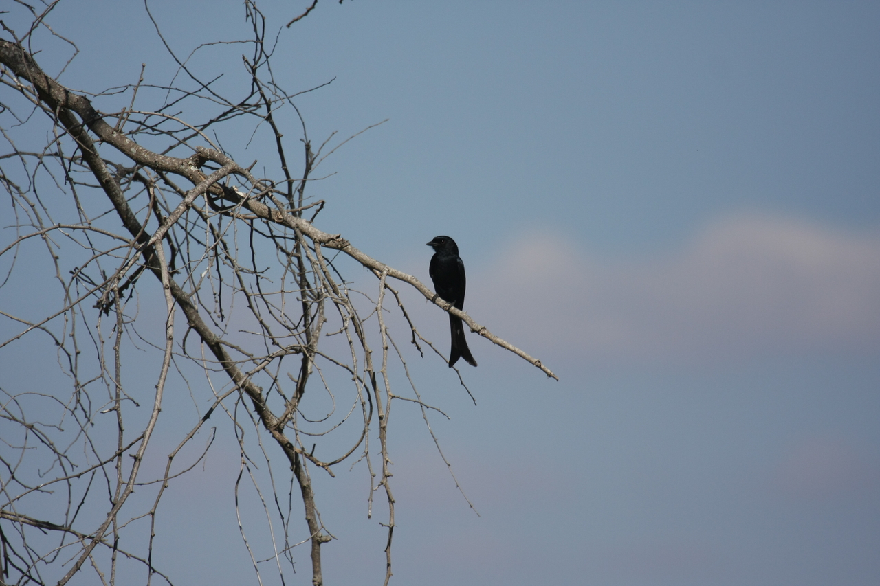 [33089] 2016_07_04_07_53_12_Africa_Canon_EOS_40D_IMG__06033.jpg