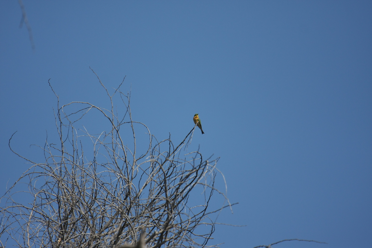 [33110] 2016_07_04_07_55_50_Africa_Canon_EOS_40D_IMG__00407.jpg