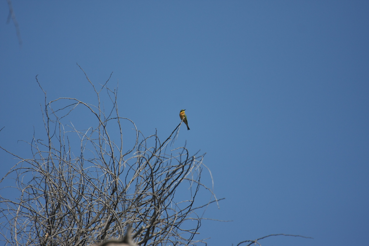 [33115] 2016_07_04_07_55_50_Africa_Canon_EOS_40D_IMG__06044.jpg