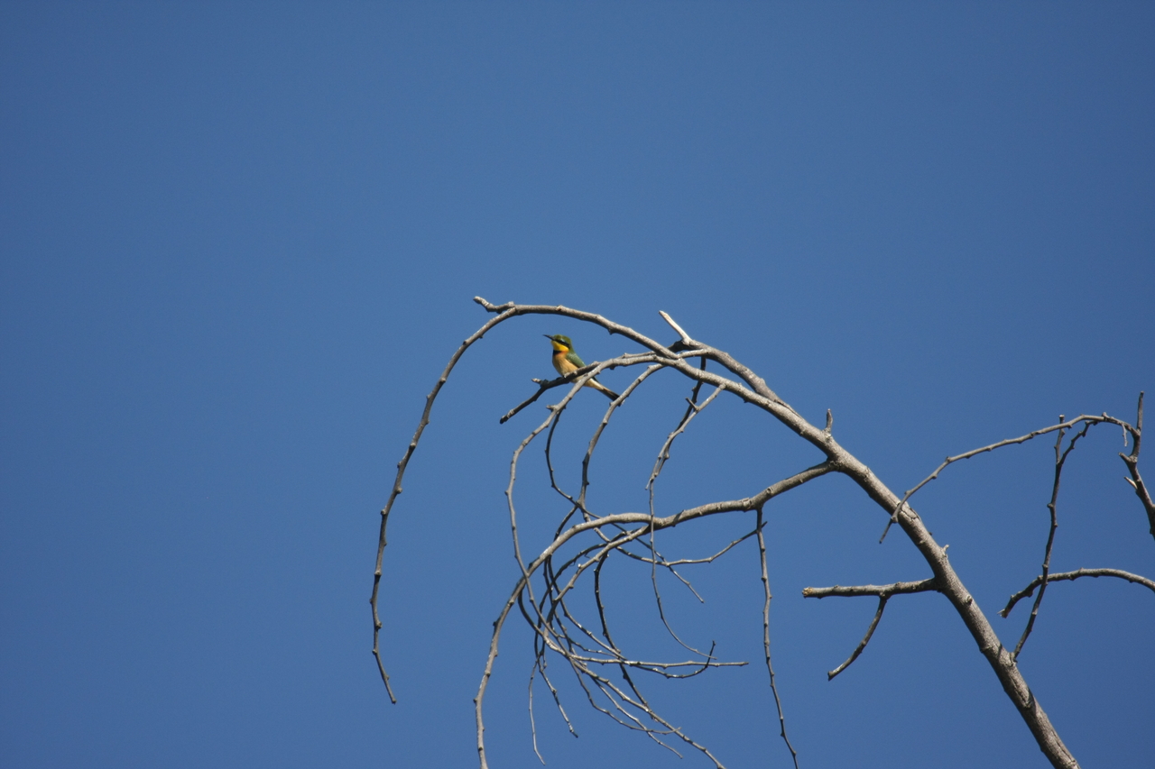 [33144] 2016_07_04_08_34_32_Africa_Canon_EOS_40D_IMG__13497.jpg