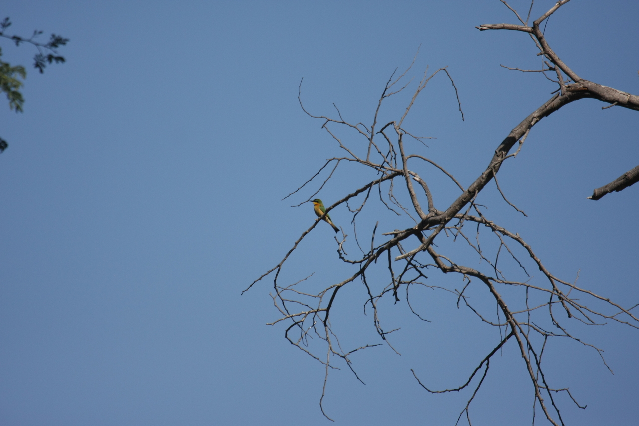 [33160] 2016_07_04_08_35_56_Africa_Canon_EOS_40D_IMG__13504.jpg