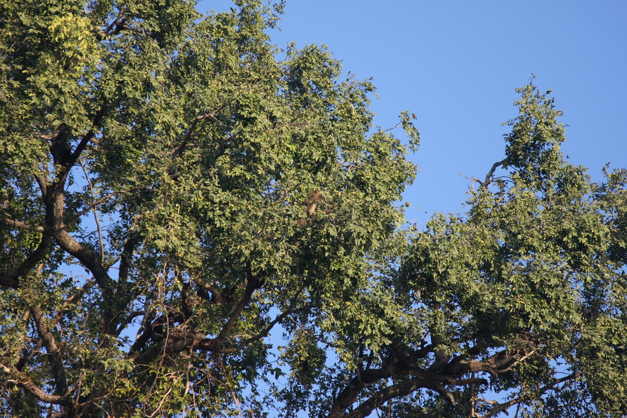 [33435] 2016_07_04_11_14_39_Africa_Canon_EOS_40D_IMG__00082.jpg