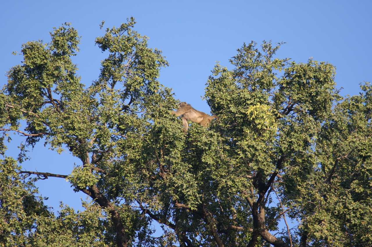 [33441] 2016_07_04_11_14_43_Africa_Canon_EOS_40D_IMG__00084.jpg