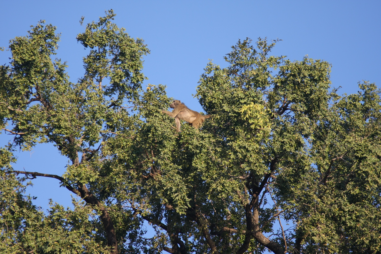 [33449] 2016_07_04_11_14_44_Africa_Canon_EOS_40D_IMG__00086.jpg