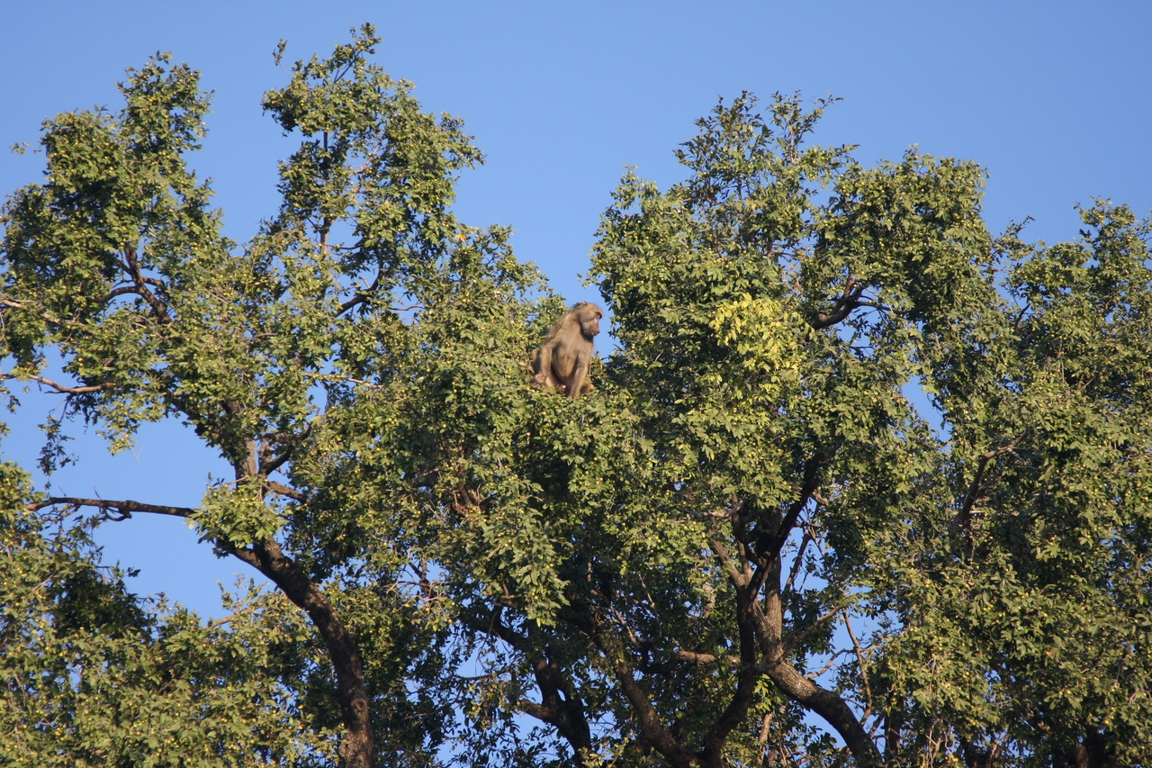 [33475] 2016_07_04_11_14_52_Africa_Canon_EOS_40D_IMG__13177.jpg