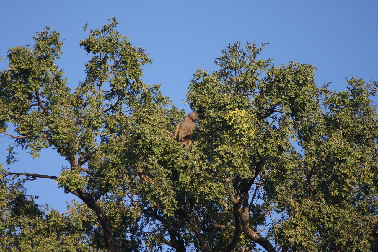 [33477] 2016_07_04_11_14_53_Africa_Canon_EOS_40D_IMG__00097.jpg