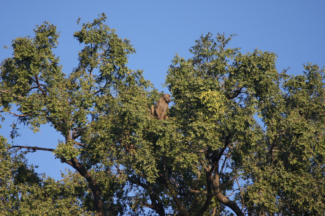 [33482] 2016_07_04_11_14_53_Africa_Canon_EOS_40D_IMG__13178.jpg