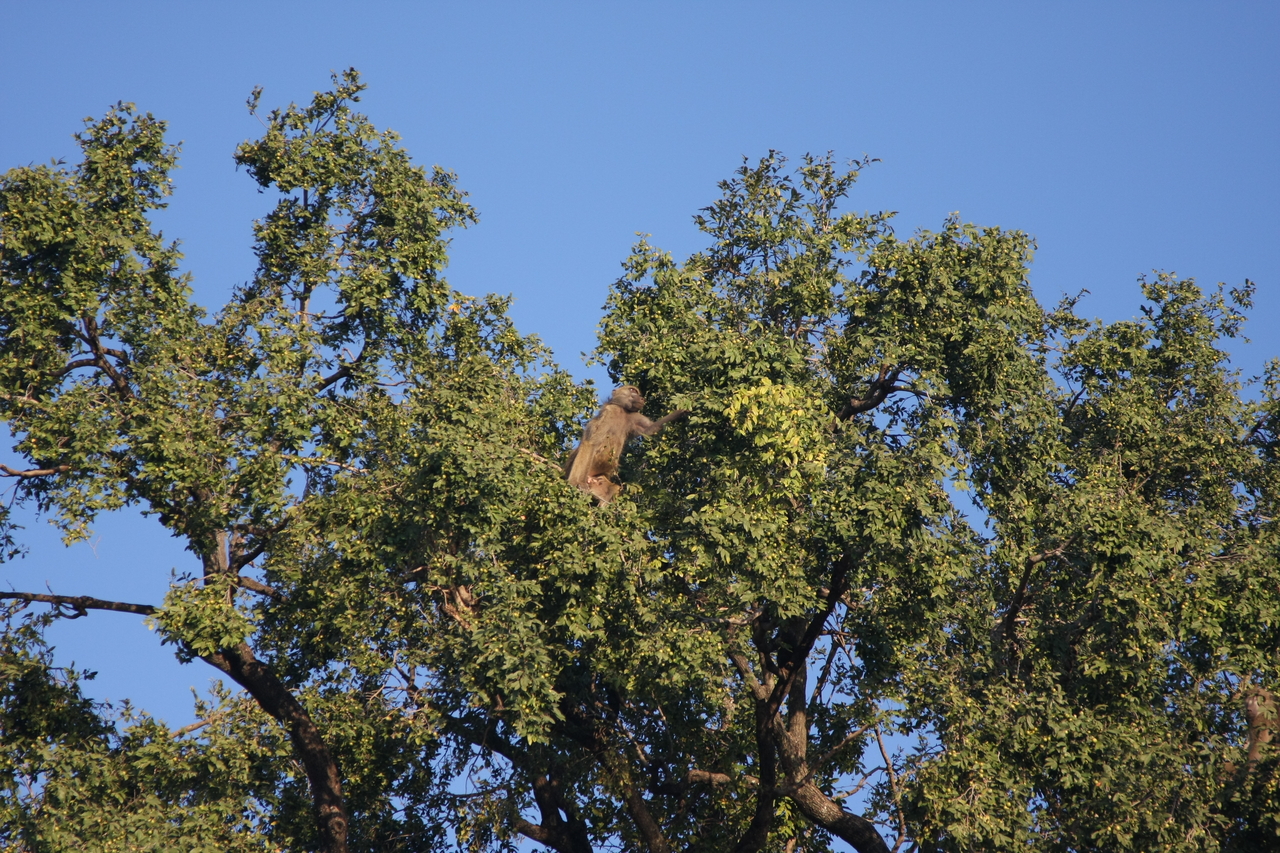[33484] 2016_07_04_11_14_53_Africa_Canon_EOS_40D_IMG__13180.jpg