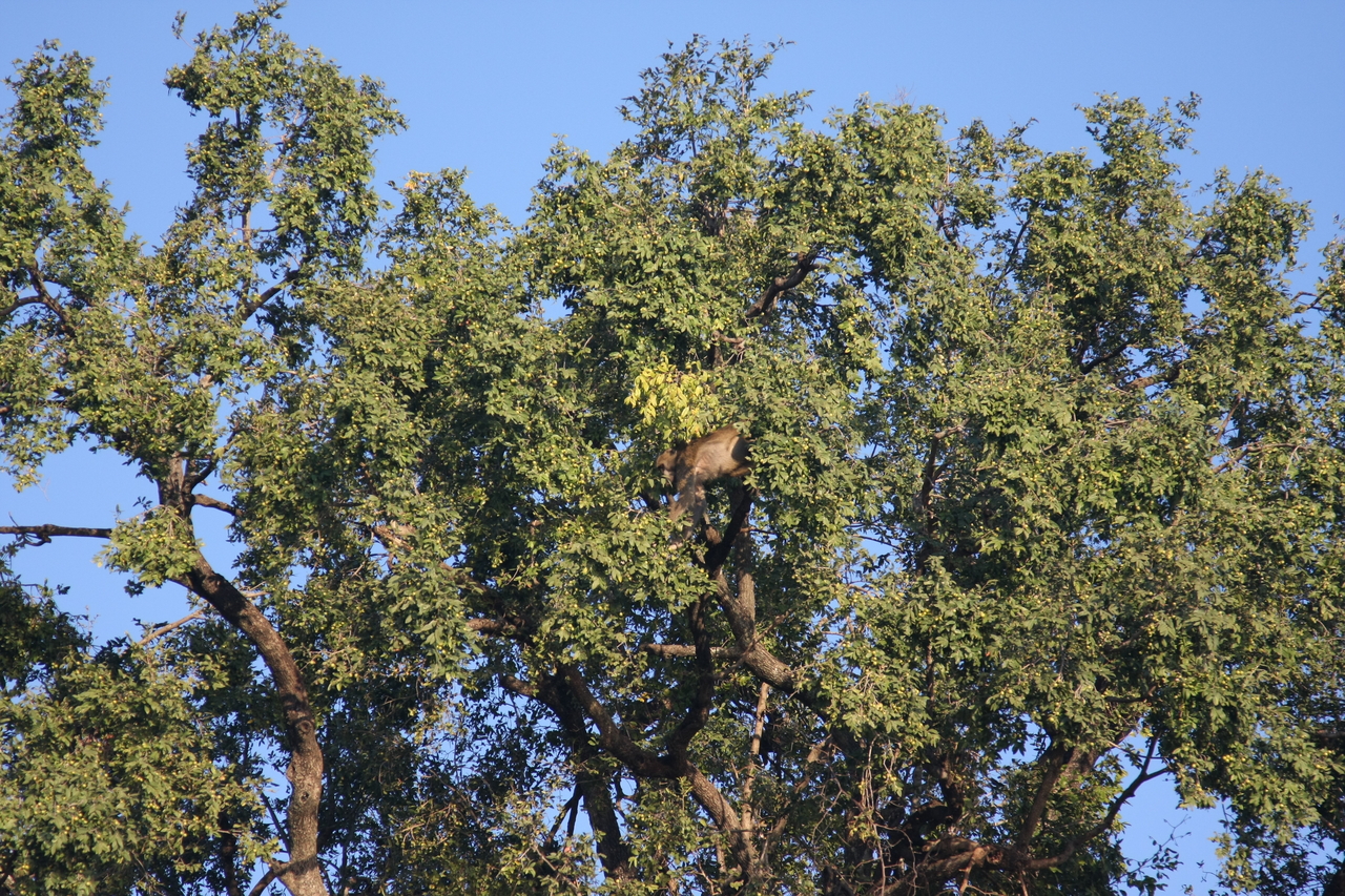 [33497] 2016_07_04_11_15_12_Africa_Canon_EOS_40D_IMG__05738.jpg