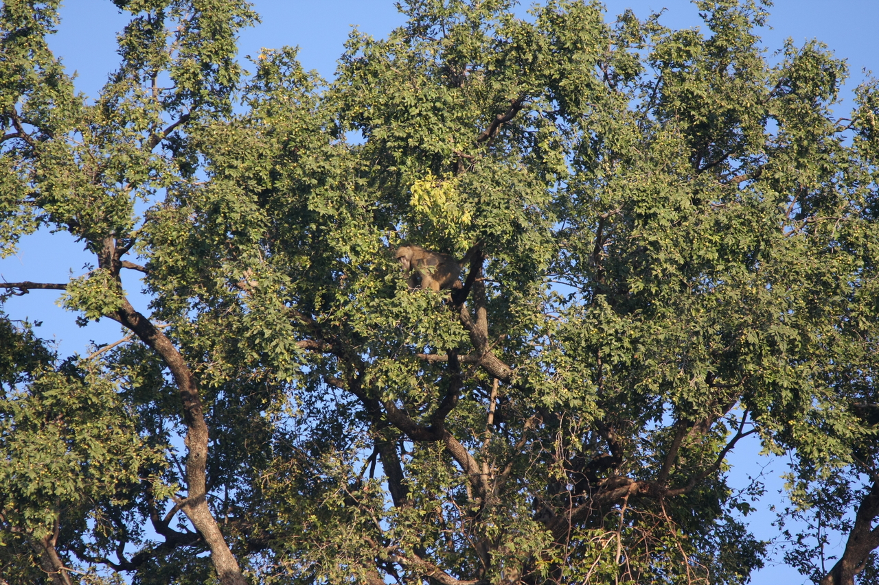 [33507] 2016_07_04_11_15_13_Africa_Canon_EOS_40D_IMG__05742.jpg