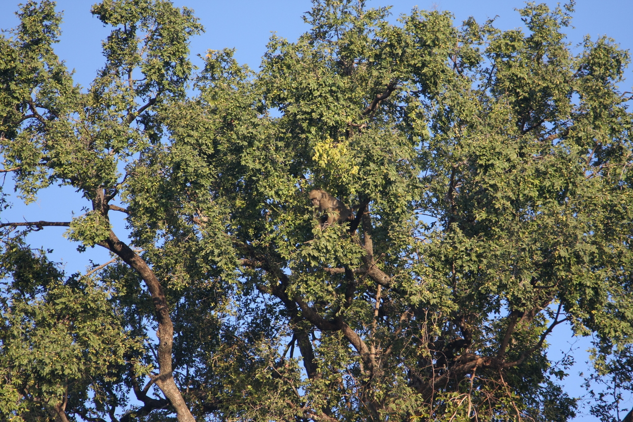 [33508] 2016_07_04_11_15_13_Africa_Canon_EOS_40D_IMG__05743.jpg