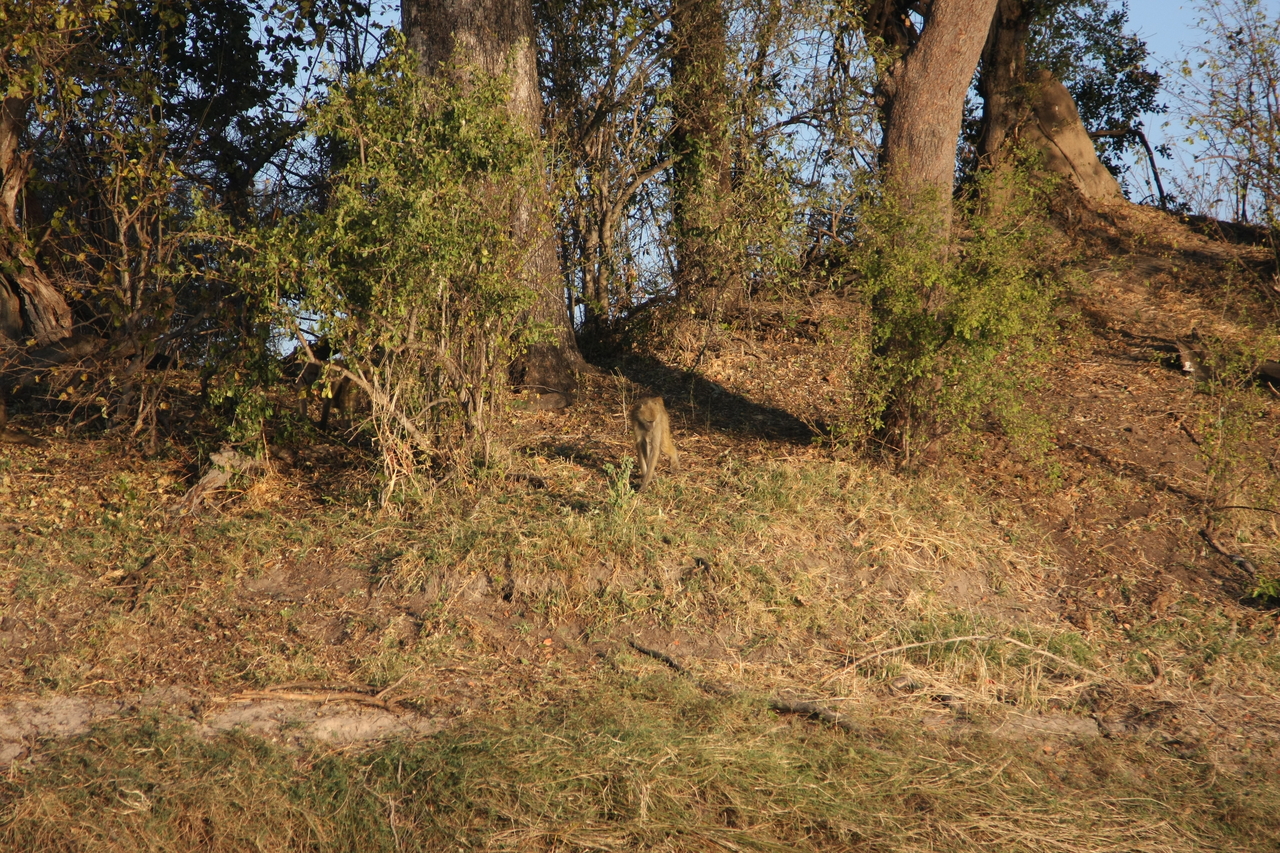 [33532] 2016_07_04_11_15_44_Africa_Canon_EOS_40D_IMG__05753.jpg