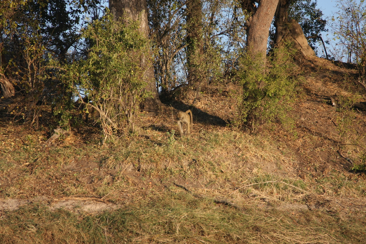 [33534] 2016_07_04_11_15_44_Africa_Canon_EOS_40D_IMG__13199.jpg