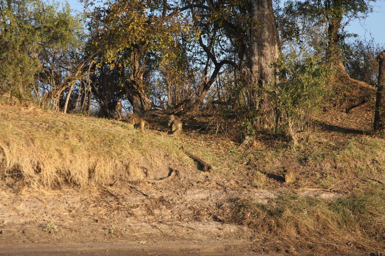 [33679] 2016_07_04_11_16_58_Africa_Canon_EOS_40D_IMG__13253.jpg