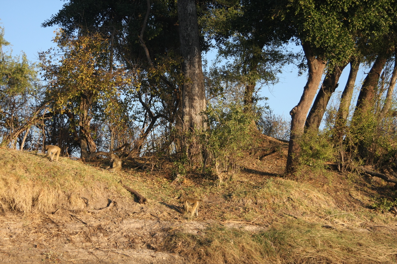 [33689] 2016_07_04_11_17_20_Africa_Canon_EOS_40D_IMG__05810.jpg
