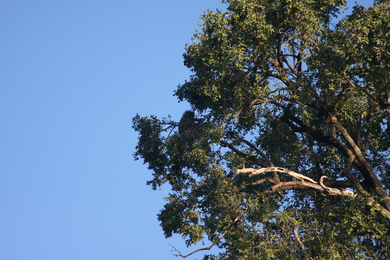 [33724] 2016_07_04_11_18_19_Africa_Canon_EOS_40D_IMG__05823.jpg