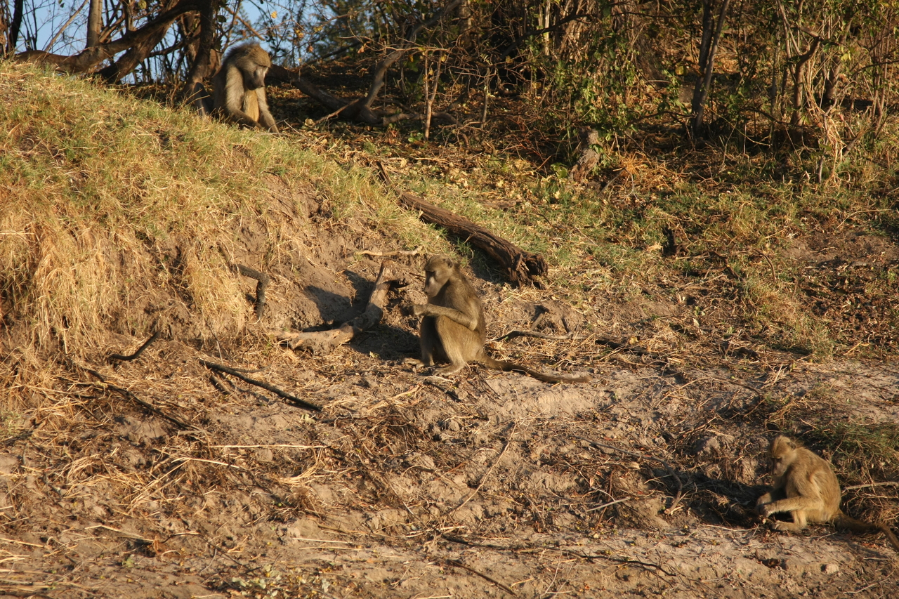 [33732] 2016_07_04_11_18_33_Africa_Canon_EOS_40D_IMG__05825.jpg