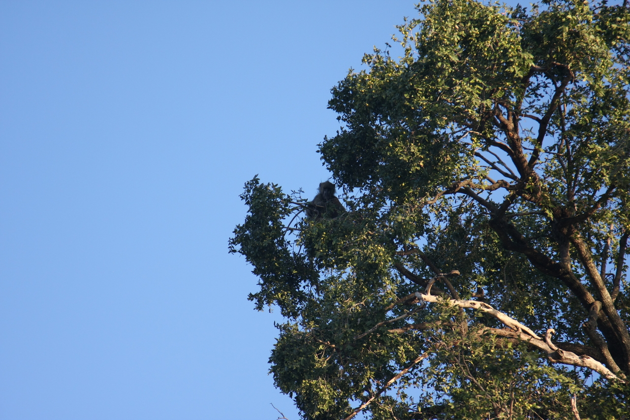 [33743] 2016_07_04_11_18_56_Africa_Canon_EOS_40D_IMG__13275.jpg