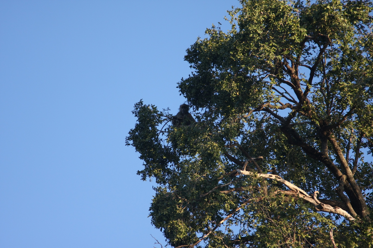 [33749] 2016_07_04_11_18_57_Africa_Canon_EOS_40D_IMG__05832.jpg