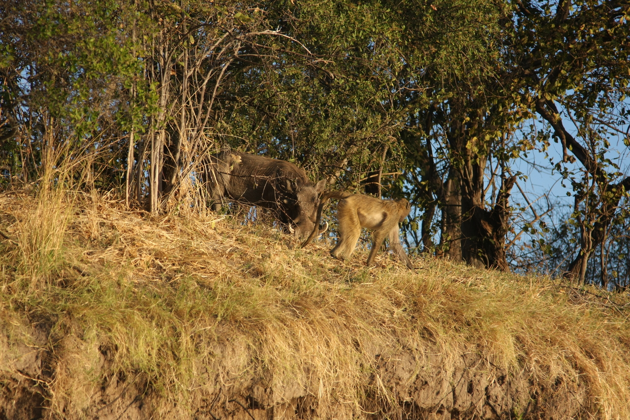 [33800] 2016_07_04_11_19_59_Africa_Canon_EOS_40D_IMG__05851.jpg