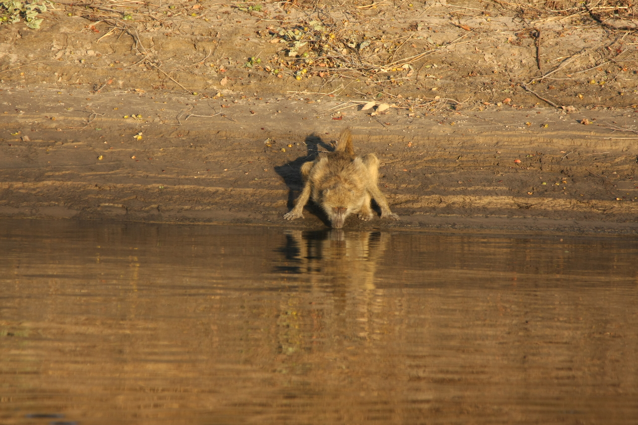 [33865] 2016_07_04_11_22_54_Africa_Canon_EOS_40D_IMG__13321.jpg
