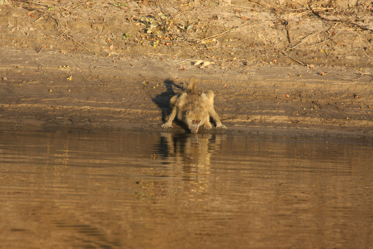 [33899] 2016_07_04_11_22_59_Africa_Canon_EOS_40D_IMG__05886.jpg