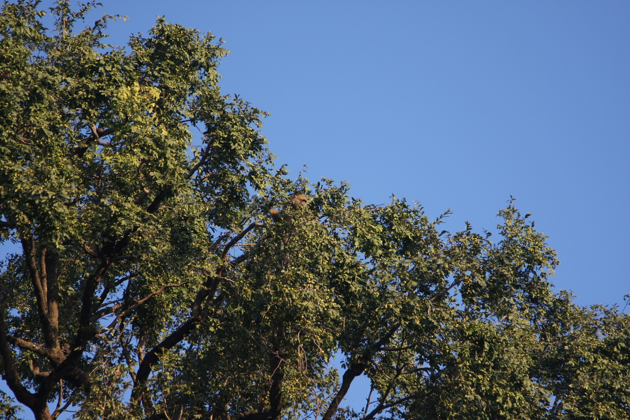 [33920] 2016_07_04_11_23_14_Africa_Canon_EOS_40D_IMG__00260.jpg