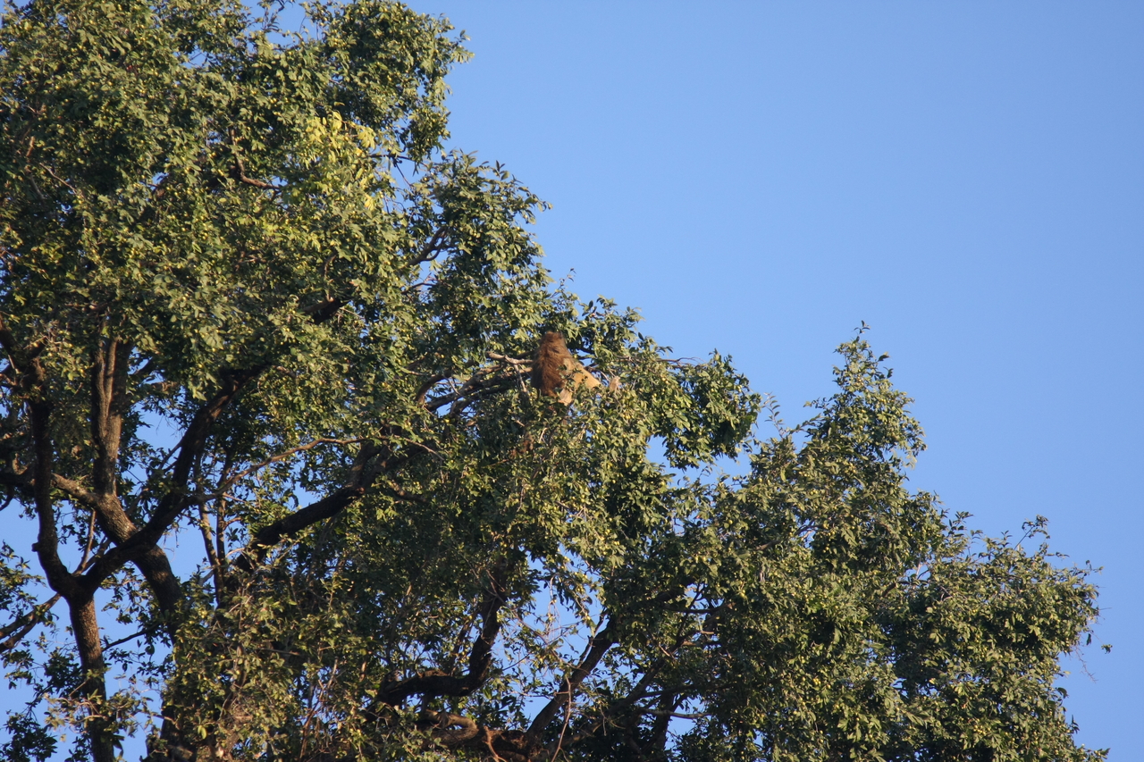 [33929] 2016_07_04_11_23_32_Africa_Canon_EOS_40D_IMG__00263.jpg