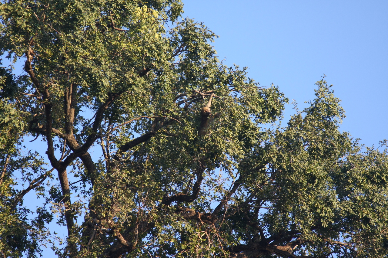 [33941] 2016_07_04_11_23_33_Africa_Canon_EOS_40D_IMG__05901.jpg