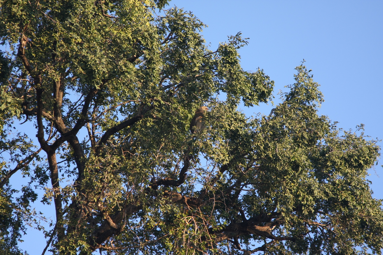 [33953] 2016_07_04_11_23_36_Africa_Canon_EOS_40D_IMG__00272.jpg