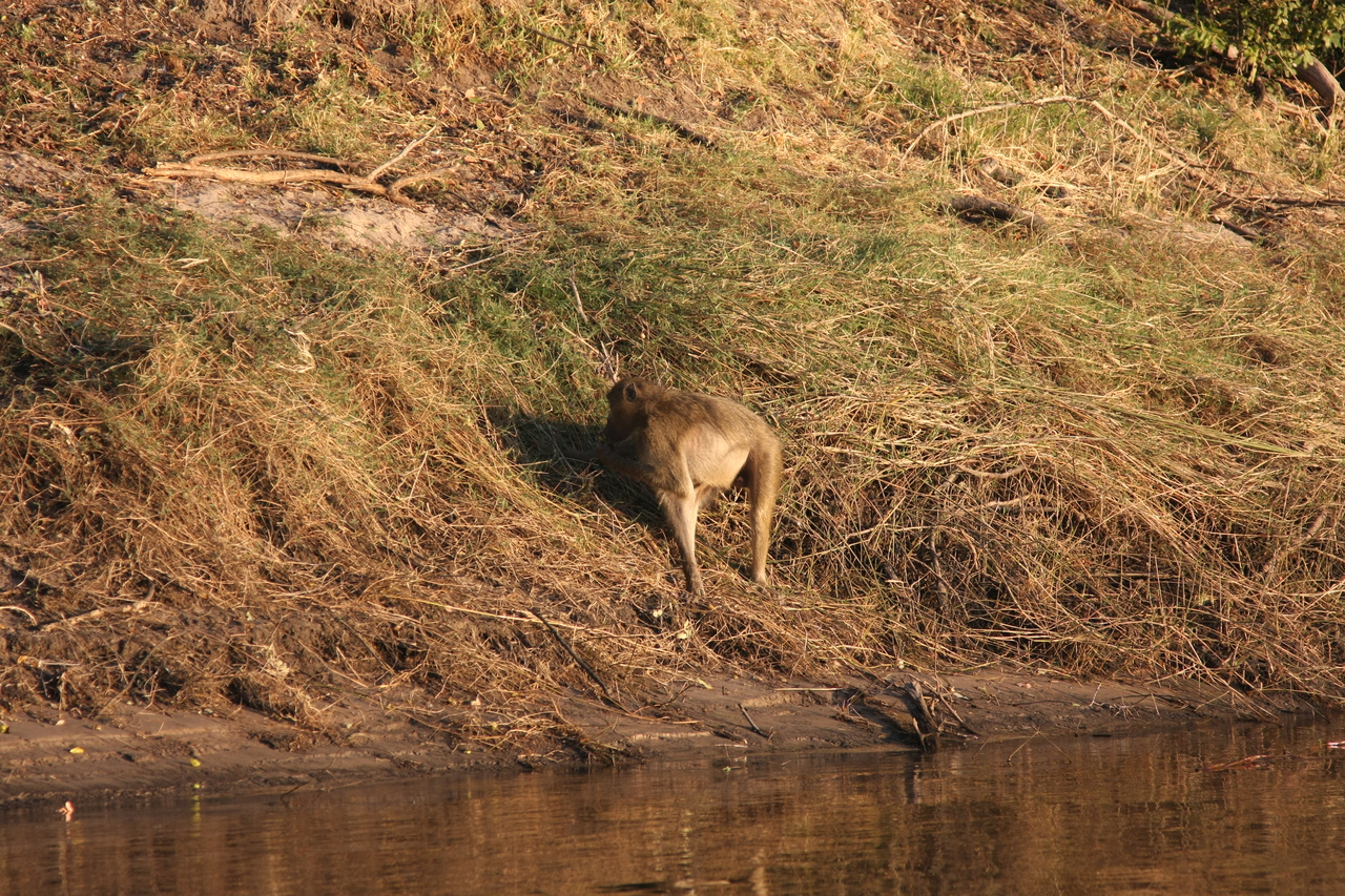 [33956] 2016_07_04_11_24_03_Africa_Canon_EOS_40D_IMG__00273.jpg