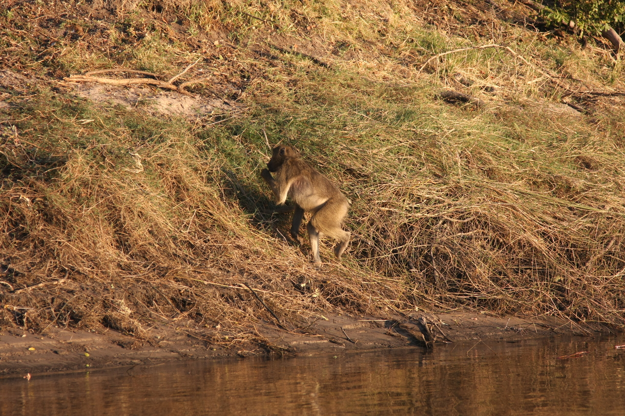 [33960] 2016_07_04_11_24_03_Africa_Canon_EOS_40D_IMG__05909.jpg