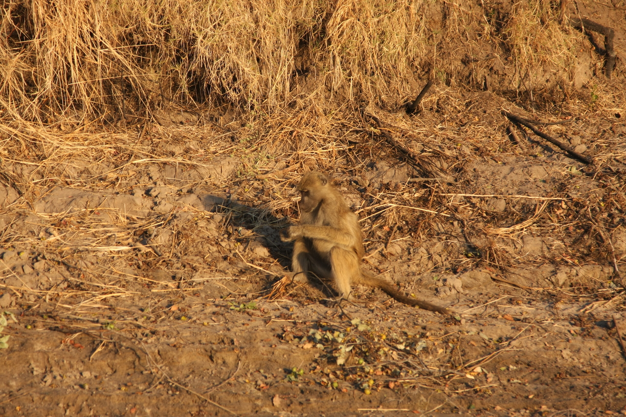 [33986] 2016_07_04_11_26_45_Africa_Canon_EOS_40D_IMG__00284.jpg
