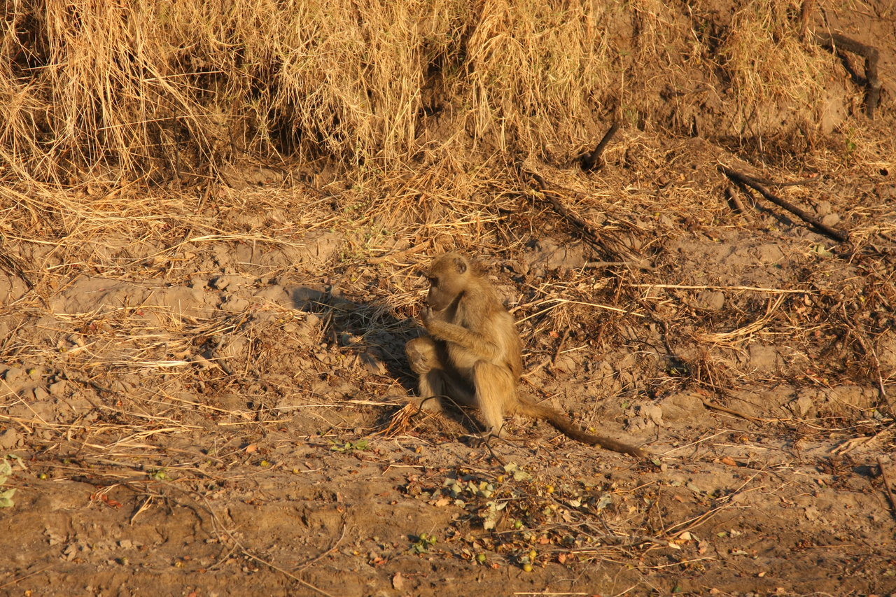 [33988] 2016_07_04_11_26_45_Africa_Canon_EOS_40D_IMG__00286.jpg