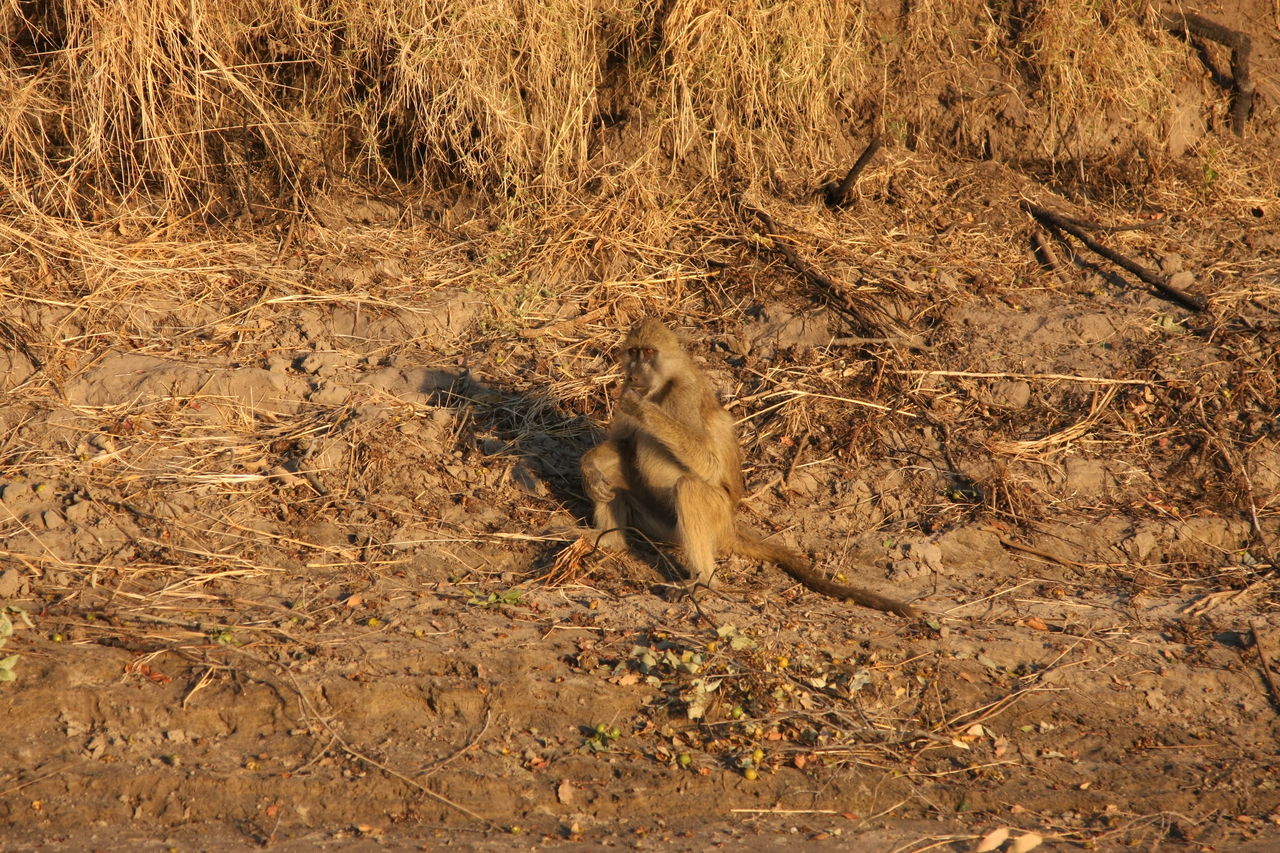 [34001] 2016_07_04_11_26_49_Africa_Canon_EOS_40D_IMG__13369.jpg