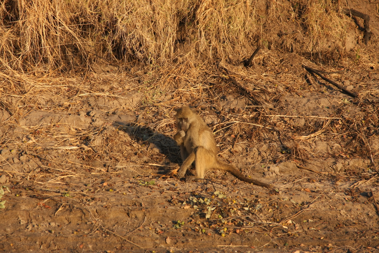 [34006] 2016_07_04_11_26_50_Africa_Canon_EOS_40D_IMG__13372.jpg
