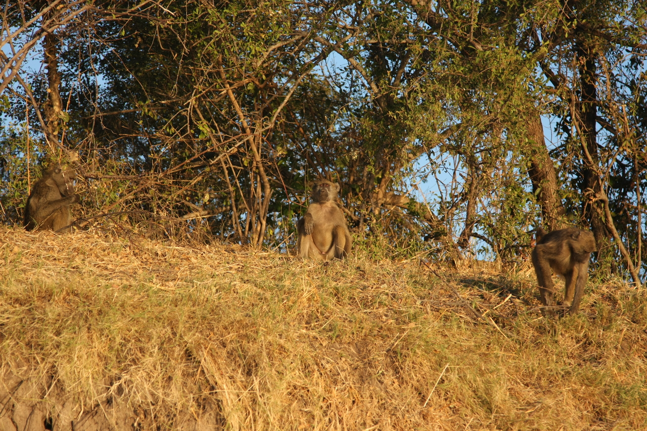 [34011] 2016_07_04_11_26_59_Africa_Canon_EOS_40D_IMG__05928.jpg