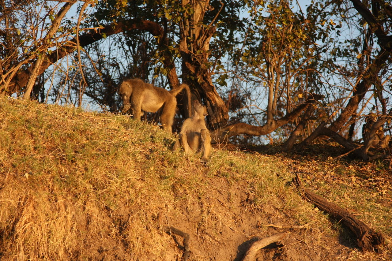 [34034] 2016_07_04_11_27_18_Africa_Canon_EOS_40D_IMG__05935.jpg