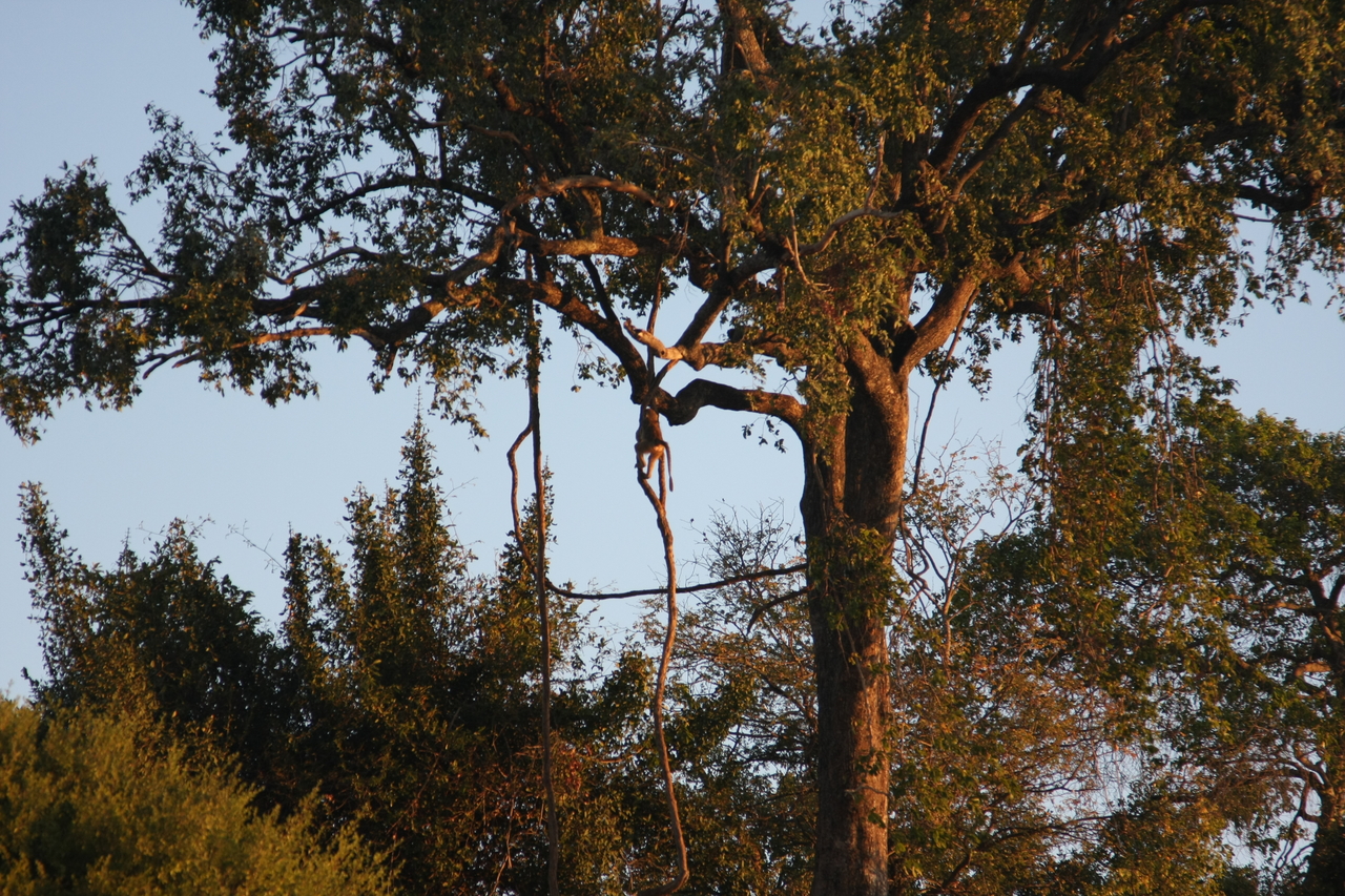 [34086] 2016_07_04_11_32_28_Africa_Canon_EOS_40D_IMG__05953.jpg