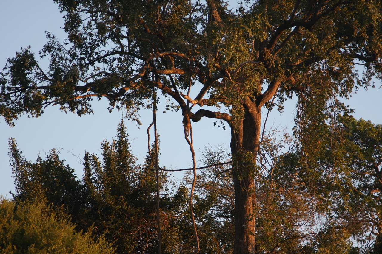 [34089] 2016_07_04_11_32_29_Africa_Canon_EOS_40D_IMG__05954.jpg