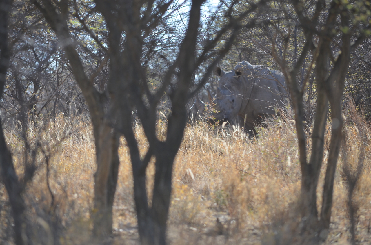 [4483] 2016_06_23_00_27_58_Africa_NIKON_D5100_IMG__04635.jpg