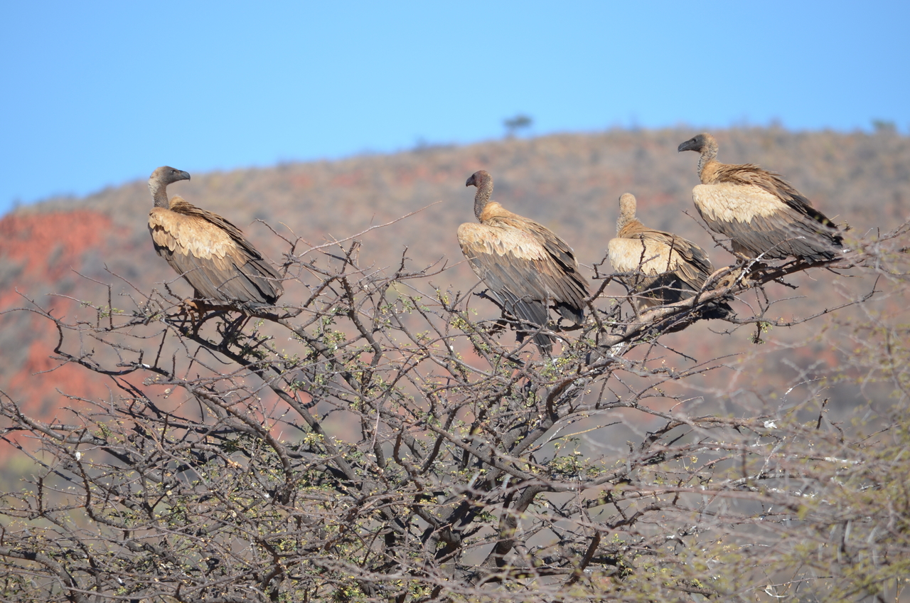 [5044] 2016_06_23_06_11_36_Africa_NIKON_D5100_IMG__00053.jpg