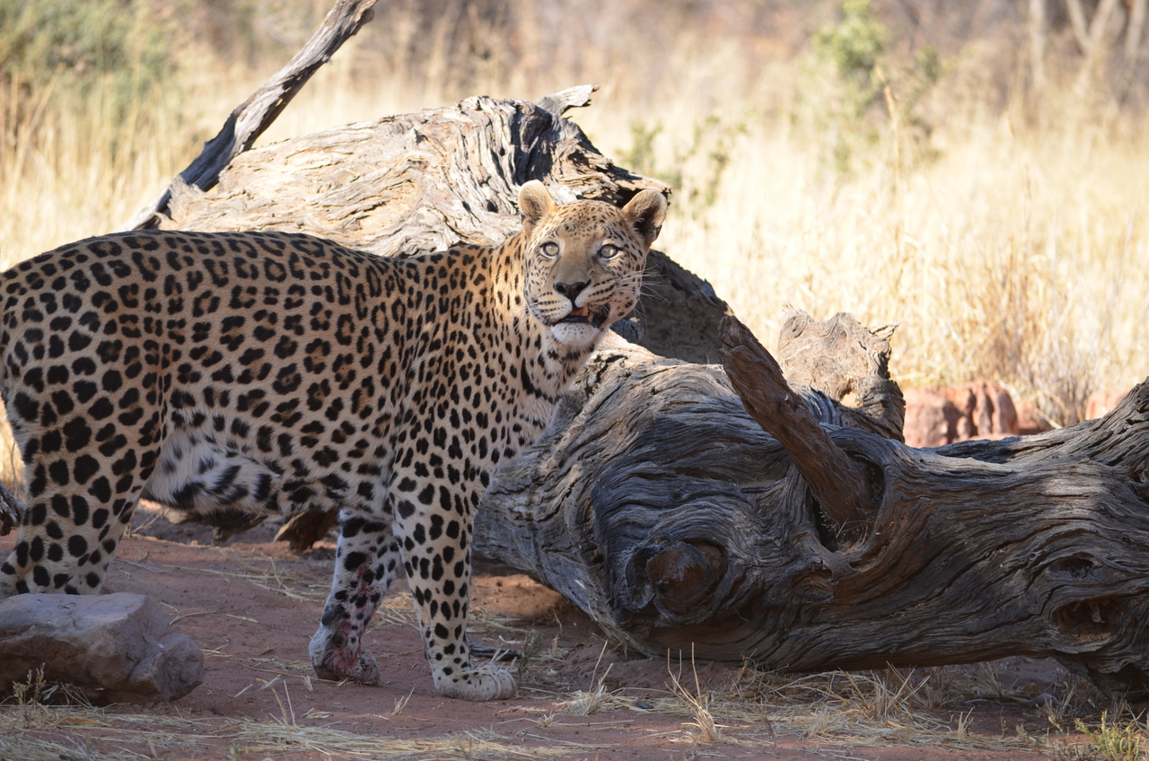[5063] 2016_06_23_06_35_08_Africa_NIKON_D5100_IMG__04684.jpg