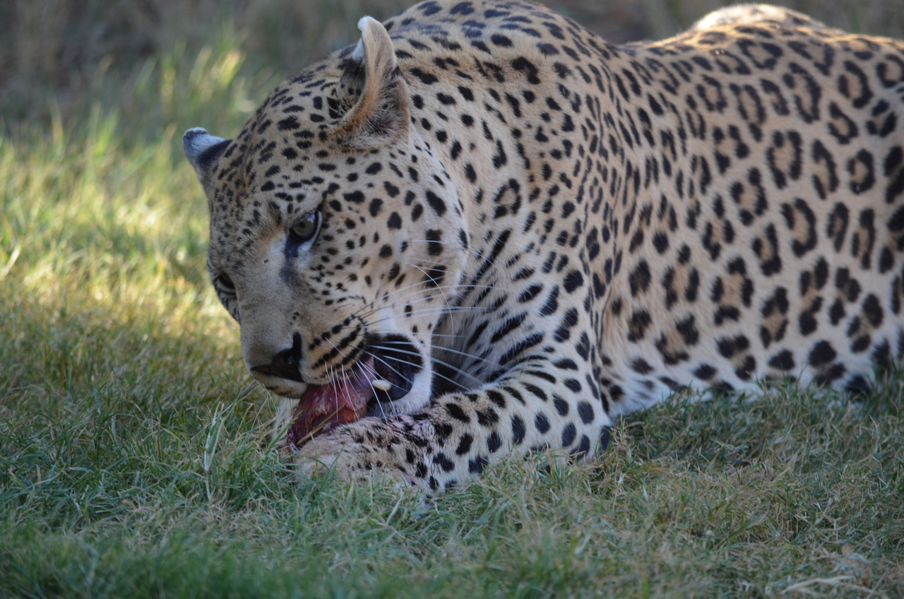 [5084] 2016_06_23_06_37_20_Africa_NIKON_D5100_IMG__00073.jpg