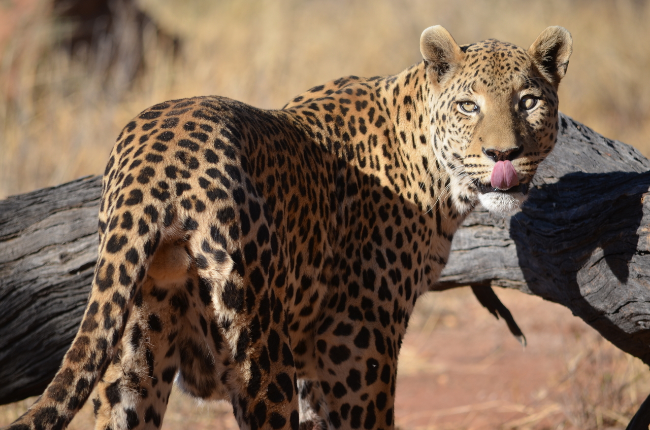 [5096] 2016_06_23_06_38_35_Africa_NIKON_D5100_IMG__00079.jpg