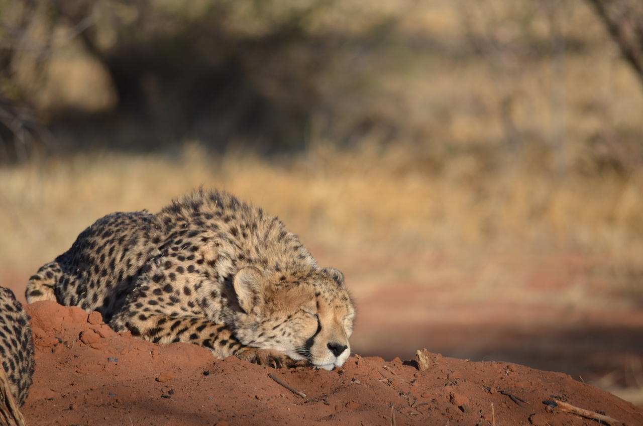 [5136] 2016_06_23_07_20_57_Africa_NIKON_D5100_IMG__00098.jpg