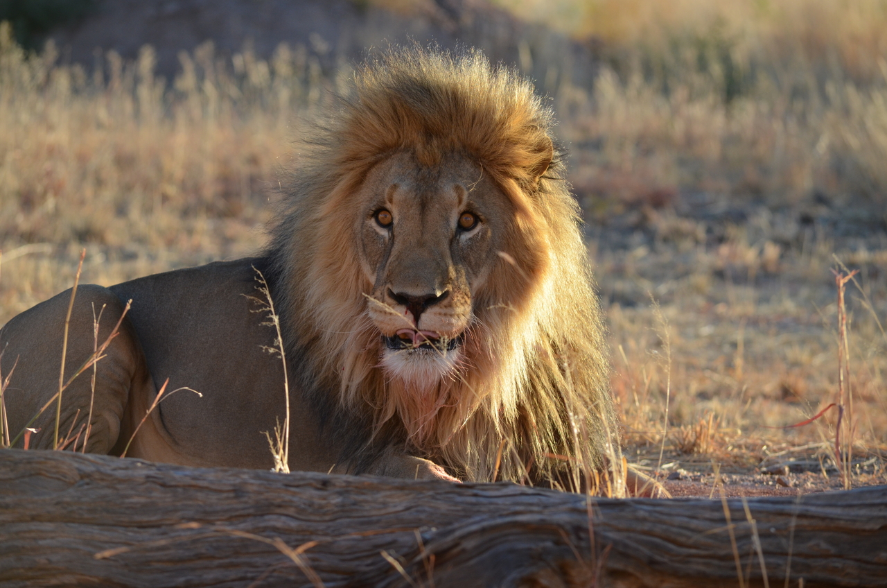 [5197] 2016_06_23_07_59_16_Africa_NIKON_D5100_IMG__04747.jpg